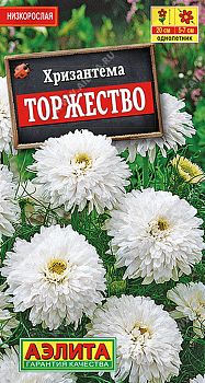 Цветы Хризантема букетн. Торжество ц/п Аэлита*29